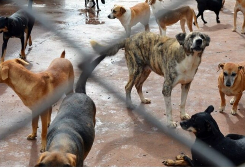 MP firma TAC com Laranjeiras do Sul para implantação de políticas públicas de proteção animal.