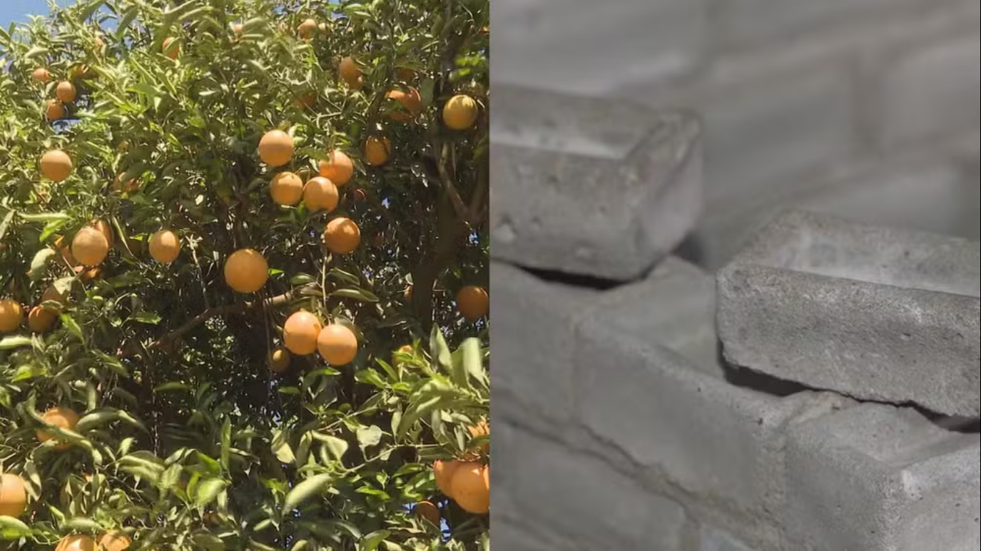 Estudantes do Paraná desenvolvem cimento com sobras de casca de laranja.