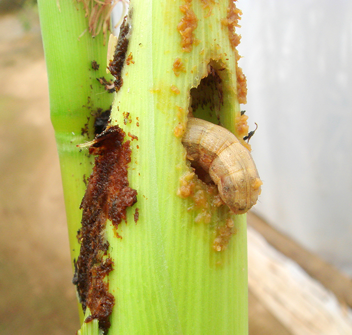 Inteligência artificial no agro ajuda a detectar lagarta-do-cartucho.