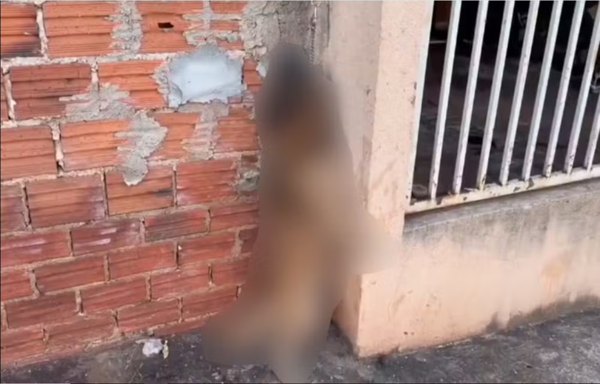 Cachorro preso em corda tenta pular muro de casa e morre enforcado, no Paraná; tutor será investigado.