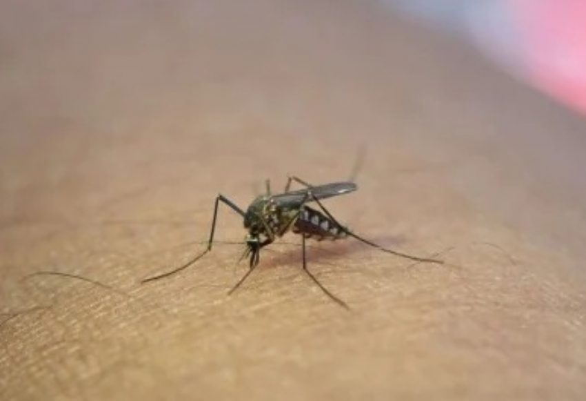 Campina da Lagoa liga alerta para aumento de casos de dengue e Engenheiro Beltrão enfrenta surto de chikungunya
