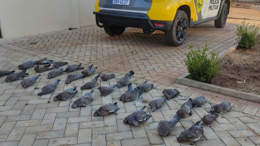 Polícia Militar flagra caça ilegal e apreende 30 pombas abatidas em Guaraniaçu.